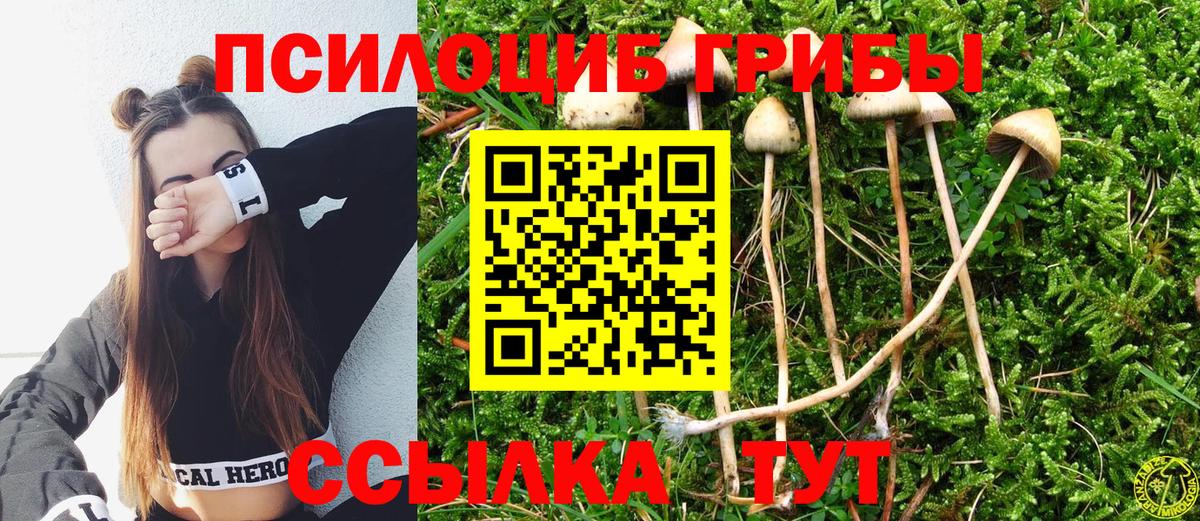 Галлюциногенные грибы Psilocybe Североморск